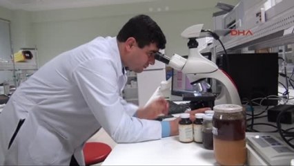 Samsun Gribe Karşı Ballı Koruma