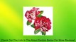 Extra large size red peony flower temporary tattoos 8.66