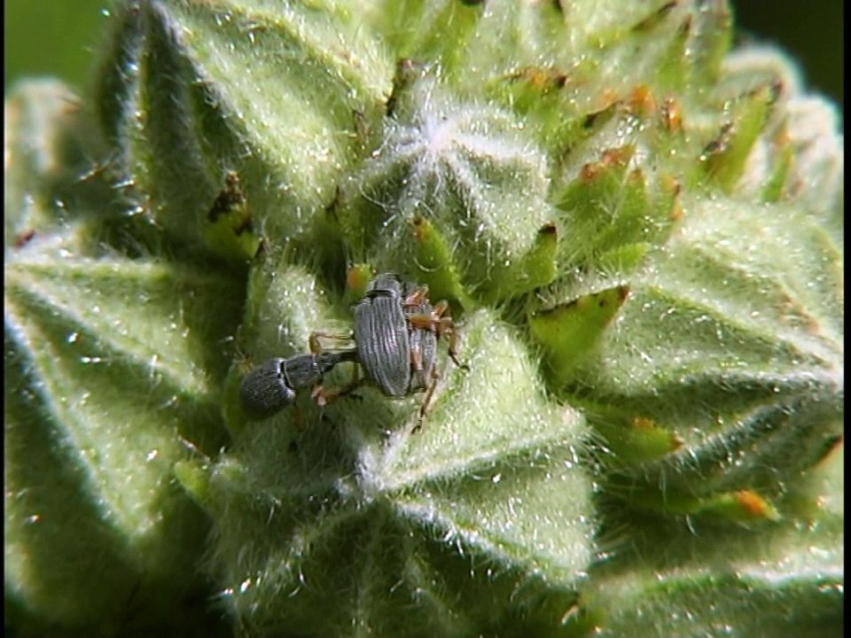 L'Apion de la rose trémière