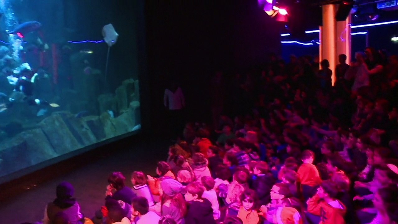 Festin de Noël pour les poissons de l'aquarium de Paris
