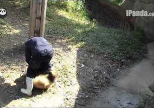 Pandas Don't Want to Let Their Keeper Go