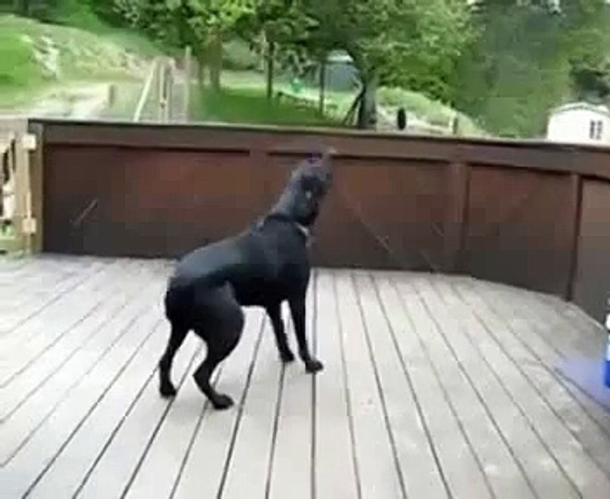 Dog Dream Comes True