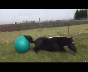 Horse having so much fun