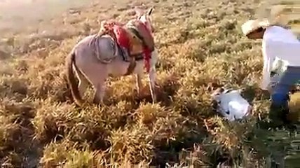 بغلة بطريقتها الخاصة تساعد صاحبها في ابعاد بقرة عن ابنها