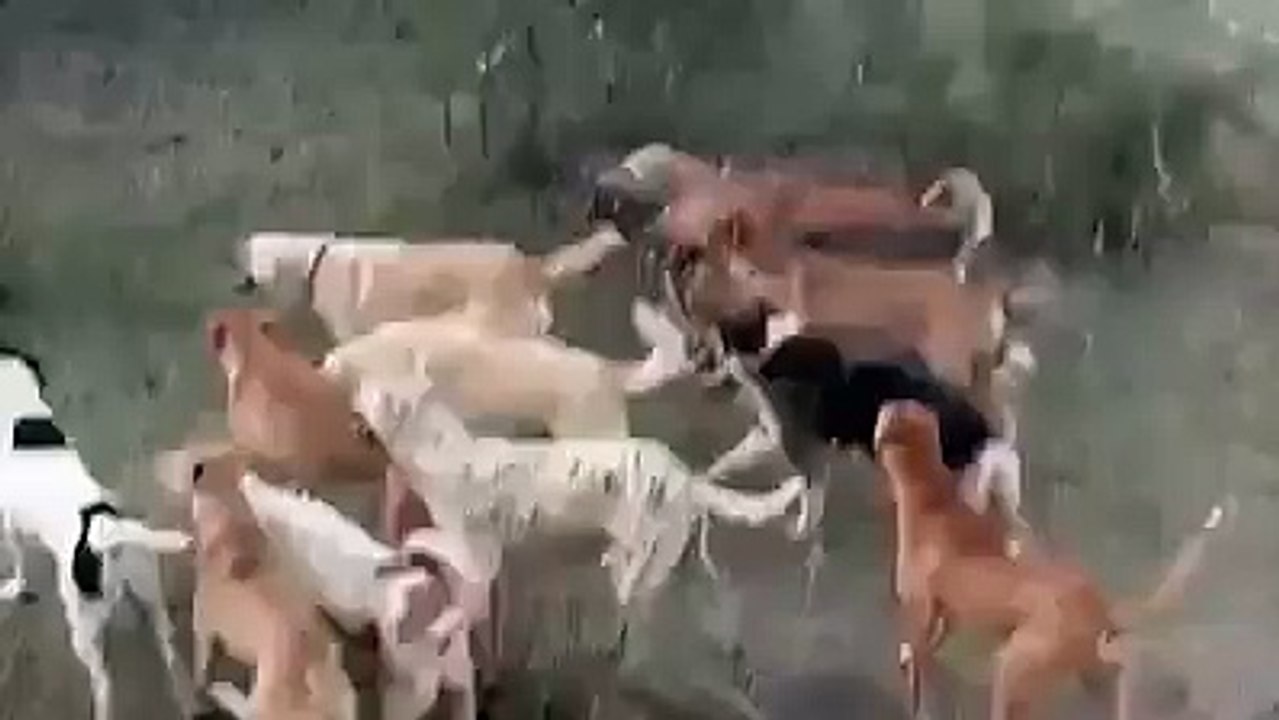 Amazing Hunting Without Gun