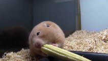 Young Hamster Eating Corn