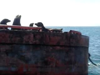 Sealions