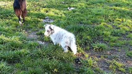 Cachorros Guinda & Wind 22 Diciembre Feliz Navidad