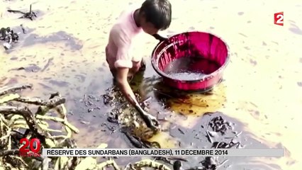 La mangrove, un trésor national menacé au Bangladesh
