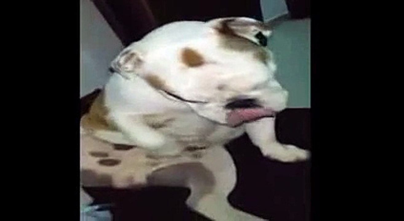 bulldog rascándose sus partes intimas