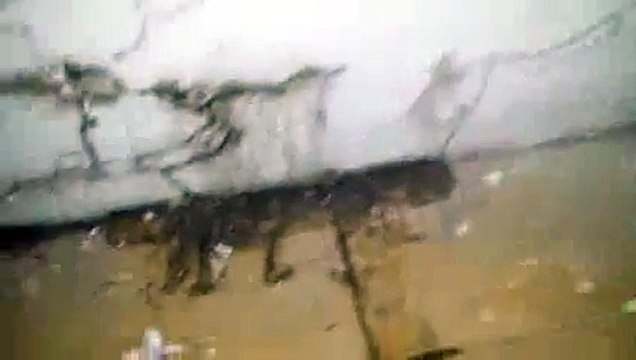 Efectos del comejen o termitas en la casa