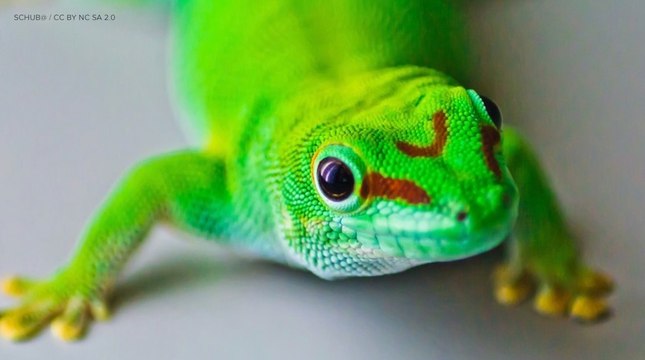 Stanford Students Create 'Gecko Gloves' to Climb Walls