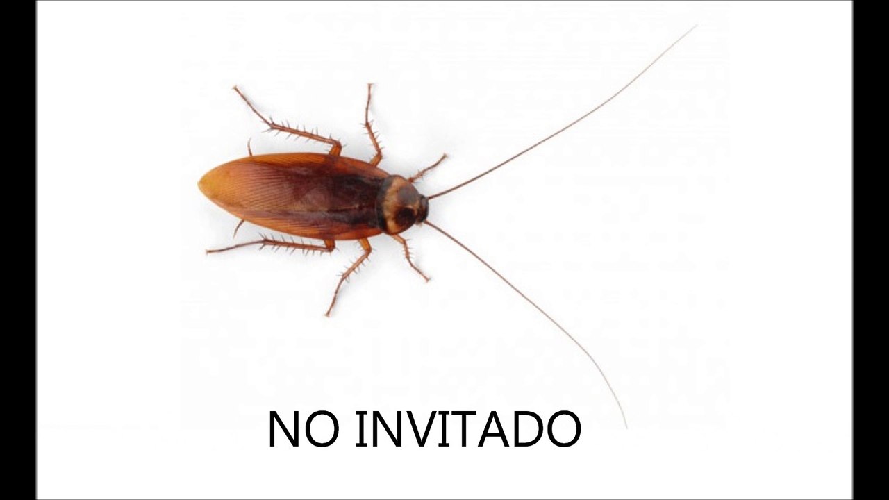 Como eliminar cucarachas