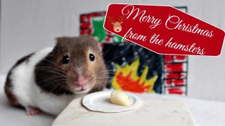 Merry Christmas from the hamsters!
