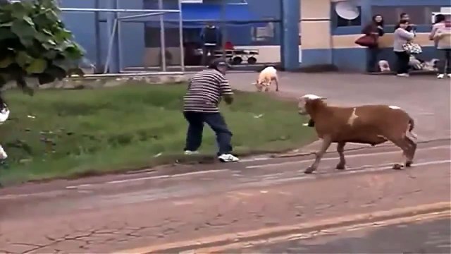 [ FUNNY VİDEOS ] VIDEOS CHISTOSOS VIDEOS DE RISA VIDEOS GRACIOSOS CABRA LOCA SUELTA