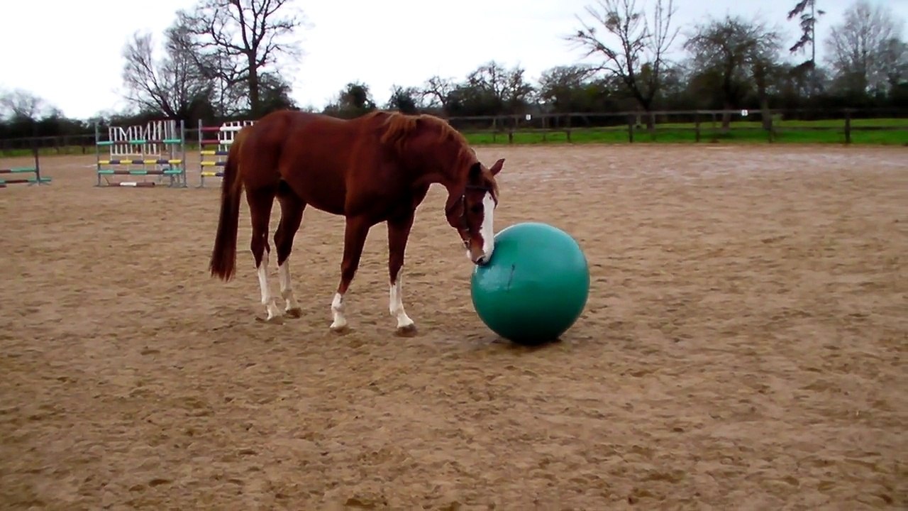TITI et son cadeau de NOEL 2014