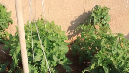 Small garden of our house