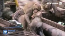 L'incroyable sauvetage d'un singe par son congénère