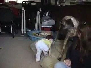 Incroyable ! Ce chien fait des chatouilles à un petit enfant !
