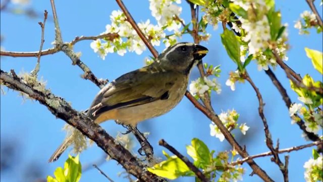 Trinca ferro boca mole para aquecer e treinar filhotes