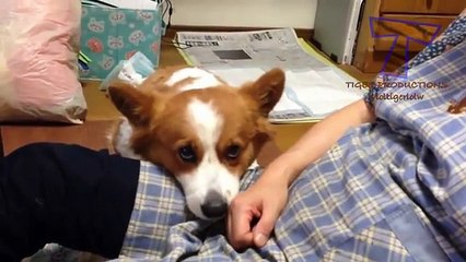 Funny Comparison Between Dogs And Cats