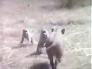 Escaping Uploaded by Adv. Hidayat khan Timergara khazana Pakistan