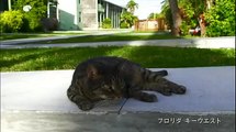 [ Funny Cats ] 岩合光昭の世界ネコ歩きmini「振り向く」「決め手はゴロニャン」