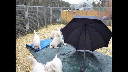 Golden Retriever Zucht von Weitingen