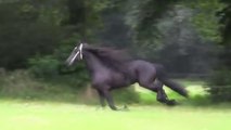 Royal Friesian Horse - The Most Beautiful Kind Of Horse!