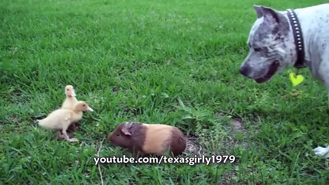 Pit Bull Sharky the Bodyguard Dog VS Mr. Rooster ATTACKS.