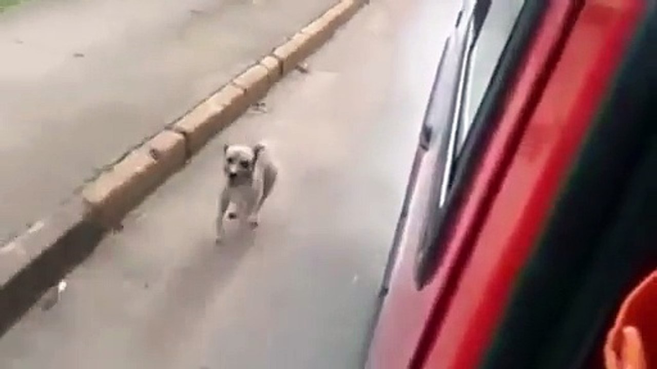 Dog Chases Injured Owner In An Ambulance All The Way To The Hospital