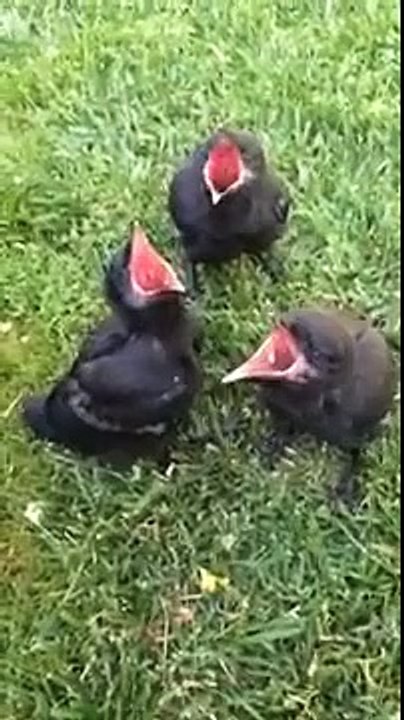 Adorable Baby Crows