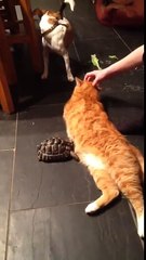 This Turtle is Attacking the Cat without any Reason Funny