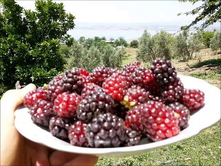 DÜNYADAKİ CENNET ANDIRINIMIZ