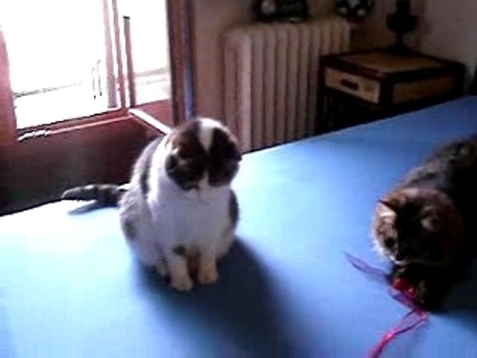 Mimi Moustic & Bacio