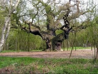 Free iPod Shuffle Offer from Shoppingoak.com