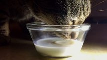 AphoenixD - iPhone 6 Slow Motion Test - Cat Drinks Milk. (HD)