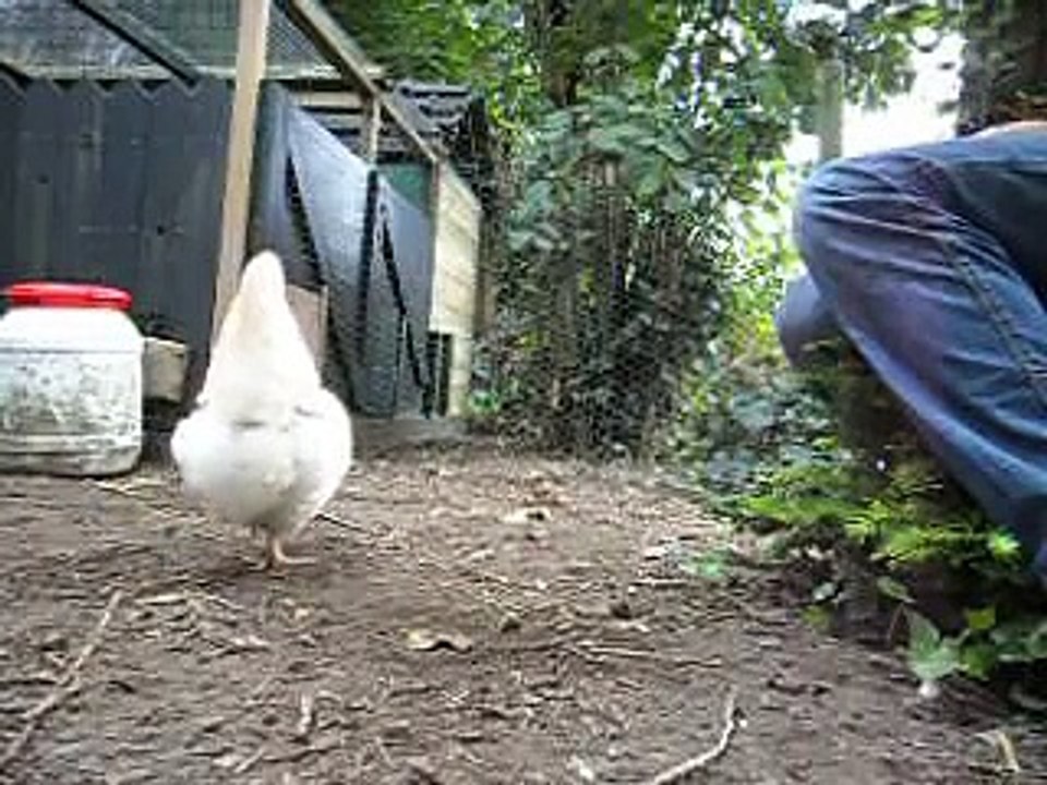 Clickertraining kip clicker aanleren