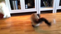 Epic Funny Cats Jump Fail ( Komik Kedi Videoları )