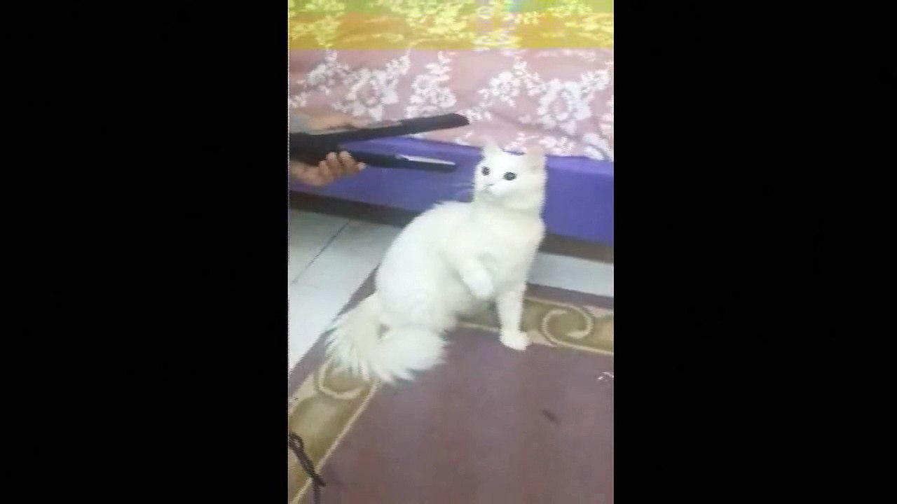 Funny Videos 2014 - Funny Cats Video - Funny Cat Videos Ever - (Komik Kedi Videoları )