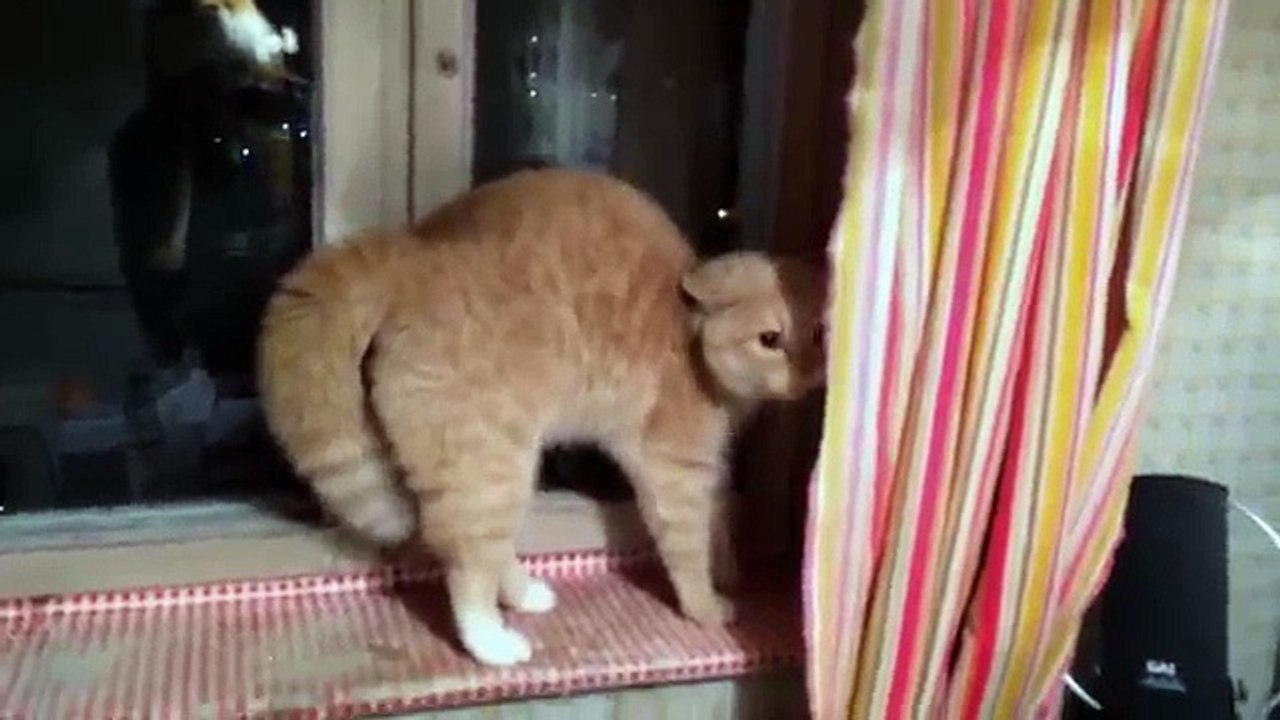 How to scare a cat