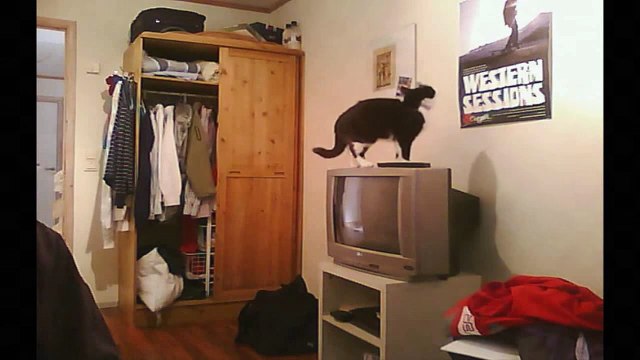 Funny Videos 2014 - Funny Cats Video - Funny Cat Videos Ever - Funny Animals Funny Fails 2014 -(Komik Kedi Videoları)