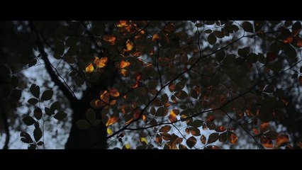 Une Forêt Lumineuse ♦ A Bioluminescent Forest [Full HD]