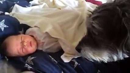 Dog taking care of baby