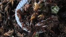 An Afternoon Snack of Bugs