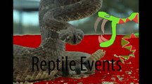 Reptile Events-Feeding (Rough Green Snake)