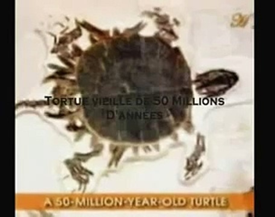 The signs pt 9 l'évolution démasquée