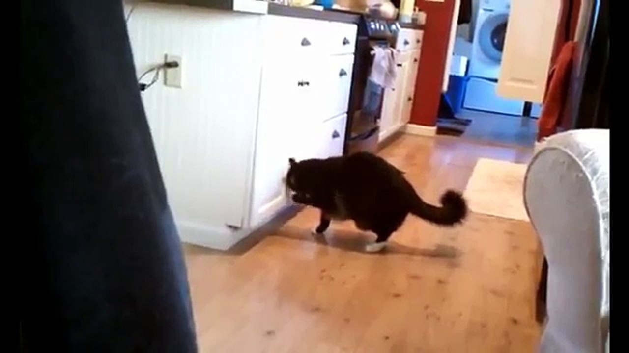 Funny Cats Fighting Compilation