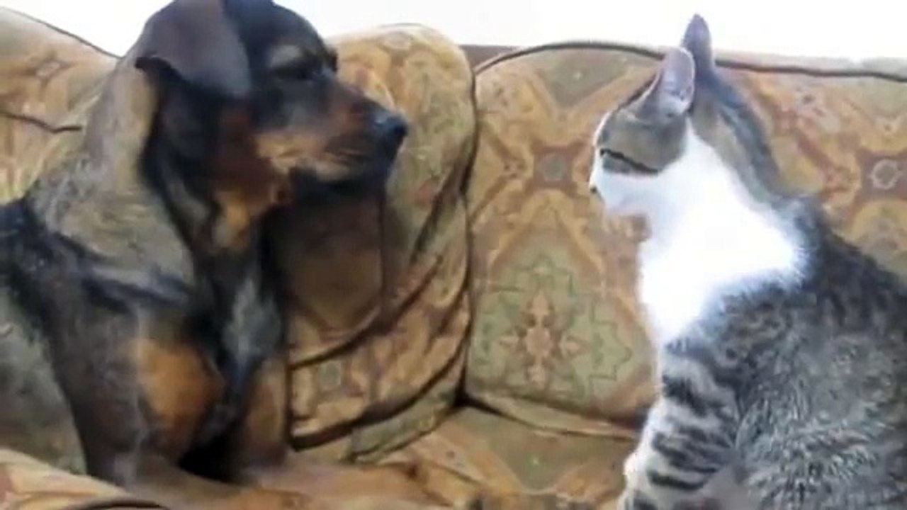 Funny Cat Vs Funny Dog