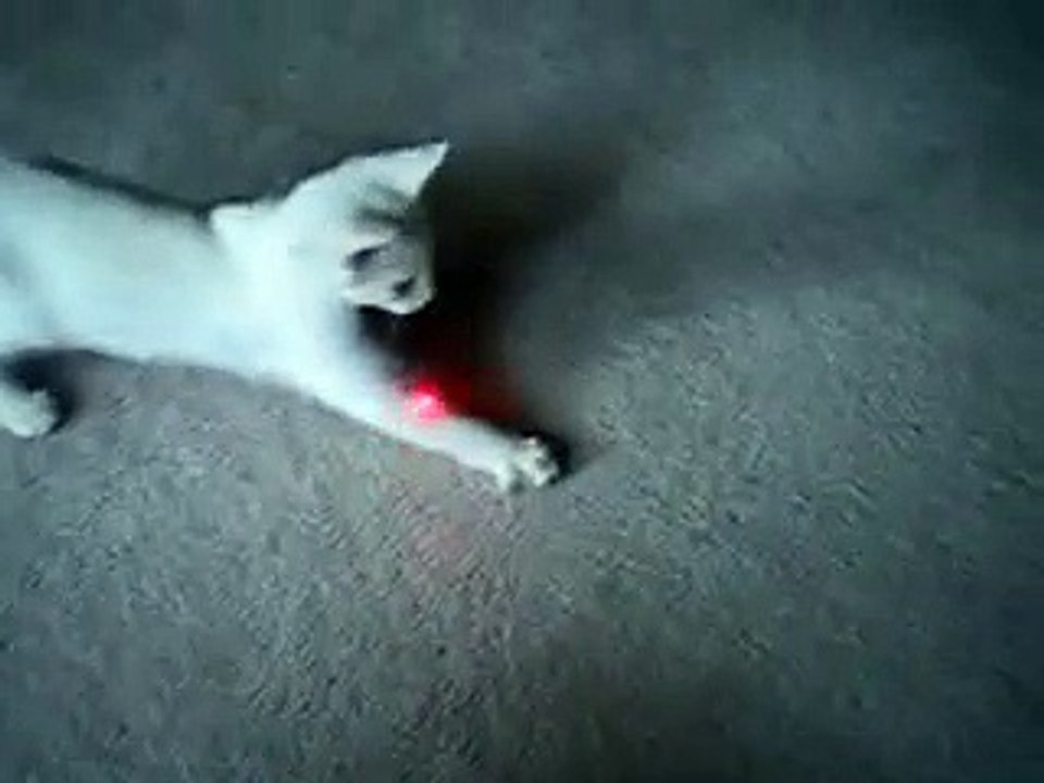 Laser Cat  Pointeur laser rouge 10mW laser chat